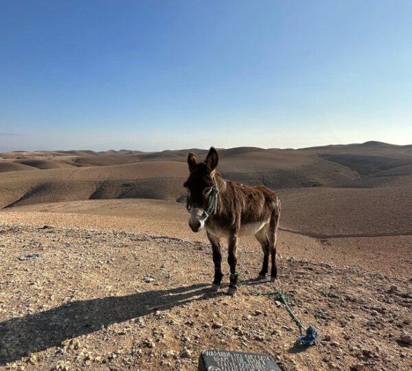 Montgolfière Marrakech